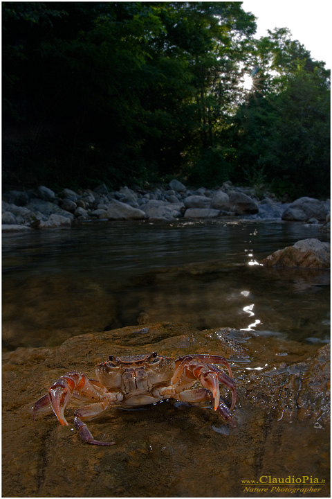 Potamon fluviatile, granchio d'acqua dolce, fresh water crab, fotografia, val di vara